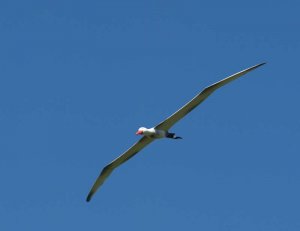 Albatros_004.jpg