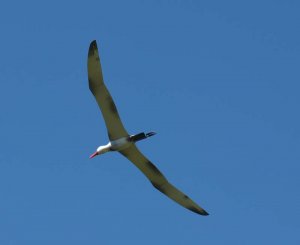 Albatros_005.jpg