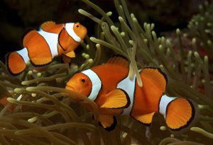 Amphiprion_ocellaris_(Clown_anemonefish)_PNG_by_Nick_Hobgood.jpg