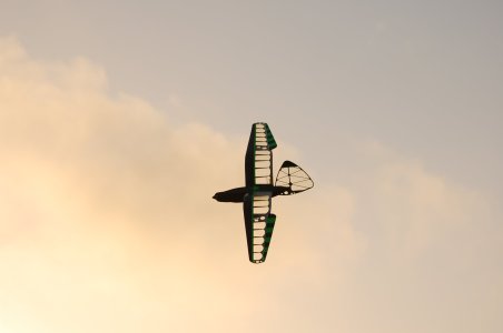 Birdy-25.JPG